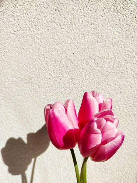 Pinkfarbene Tulpen Mit Schatten Auf Weißem Hintergrund Frühlings Oder Muttertagskonzept — Stockfoto