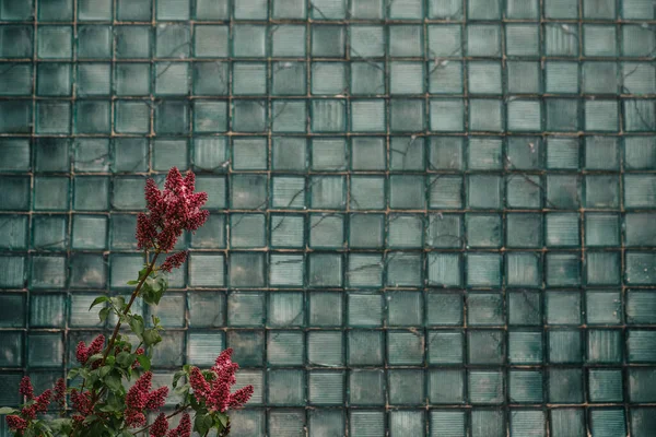 Цветущая Лиловая Ветка Фасадная Стена Заднем Плане Яркие Цветы Весенней — стоковое фото
