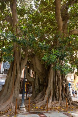 Alicante İspanya, Gabriel Miro Meydanı 'ndaki dev ağaç. 5 Temmuz 2023. Alicante şehir merkezinde bir ağaç gövdesi. Yeşil yaprakları ve kökleri olan büyük yaşlı bir ağaç..