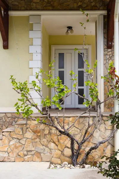 家のドアとその前にブドウがある 村の家 ファサードビュー 石造りの家の外側 白いドア 家への入り口 — ストック写真