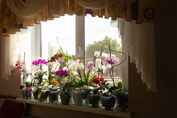 窓に花の鍋に咲くオーキッド オーキッド花 ホームウィンドウ カラフルな明るい蘭 春の新鮮な写真 — ストック写真