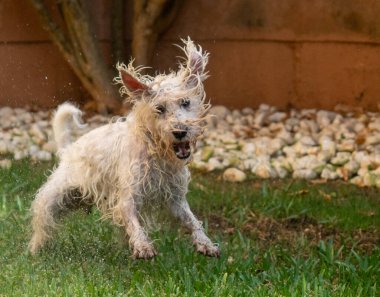 Mutlu Schnauzer köpeği bahçede suyla oynamaktan zevk alıyor. Hayvanlar ve evcil hayvanlar..