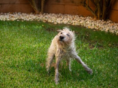 Schnauzer köpeği bahçede suyla oynarken sallanıyor. Hayvanlar ve evcil hayvanlar..