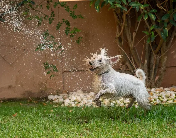 Schnauzer dog shaking off while playing with water outdoors in a garden. Animals and pets concept.