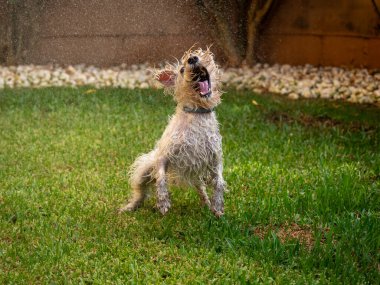 Schnauzer köpeği bahçede suyla oynarken eğleniyor. Hayvanlar ve evcil hayvanlar..