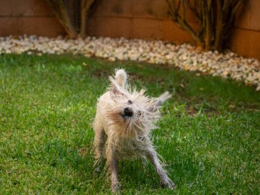 Schnauzer köpeği bahçede suyla oynarken sallanıyor. Hayvanlar ve evcil hayvanlar..