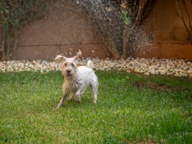 Mutlu Schnauzer köpeği bahçede suyla oynamaktan zevk alıyor. Hayvanlar ve evcil hayvanlar..