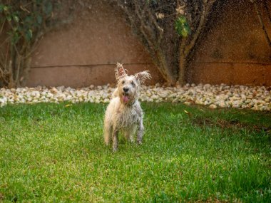 Neşeli beyaz schnauzer köpeği bahçede çimlerin üzerinde suyla oynuyor. Hayvanlar ve evcil hayvanlar..