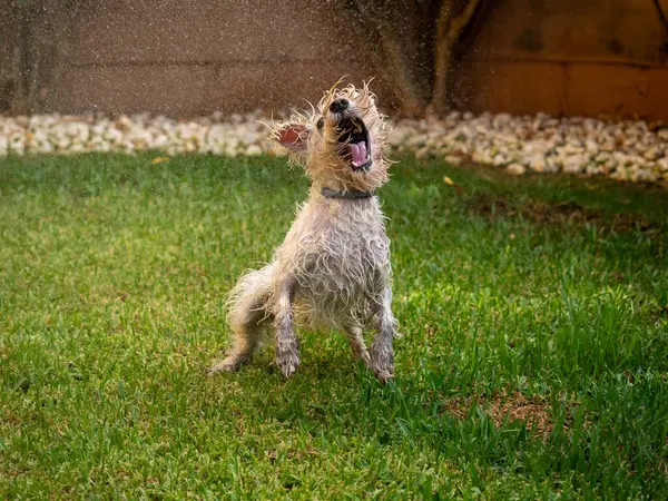 Schnauzer köpeği bahçede suyla oynarken eğleniyor. Hayvanlar ve evcil hayvanlar..