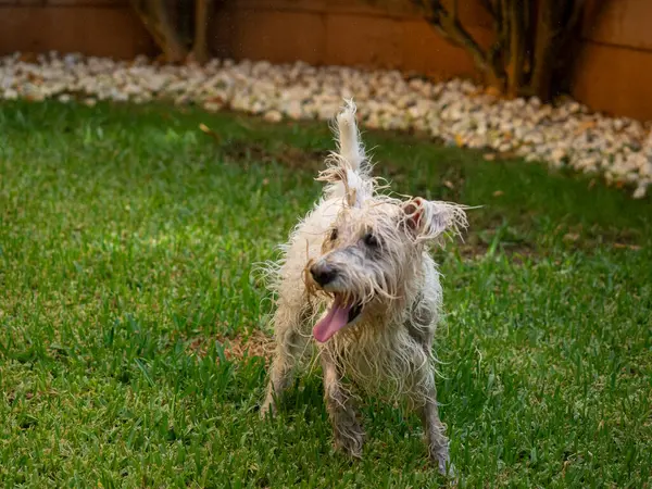 Bahçede suyla oynadıktan sonra Schnauzer köpeği ıslandı. Hayvanlar ve evcil hayvanlar..