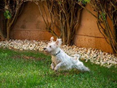 Bahçede oynayan şirin bir Schnauzer köpeği. Hayvanlar ve evcil hayvanlar..