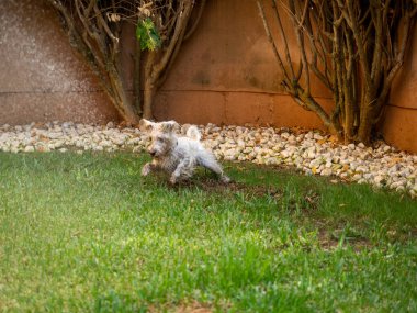 Schnauzer köpeği bahçede suyla oynamaktan zevk alıyor. Hayvanlar ve evcil hayvanlar..