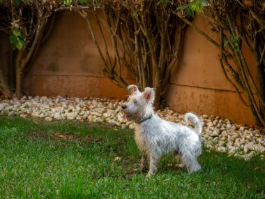Bahçede oynayan şirin bir Schnauzer köpeği. Hayvanlar ve evcil hayvanlar..