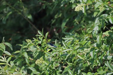 Blaue Libelle in der Sonne