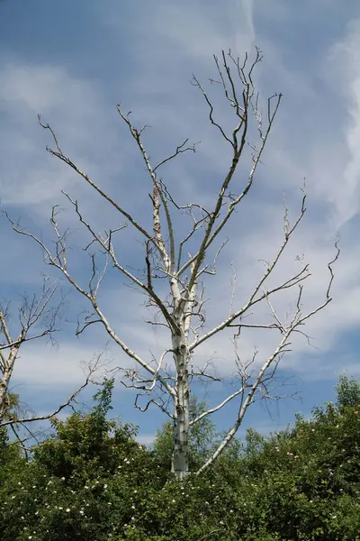 Ein Kahler Baum Sommer — Stock Photo, Image