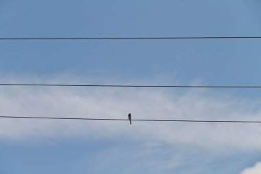 Blauflgel Prachtlibelle auf Blttern