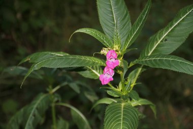 Himalaya Balsam yakından görüldü