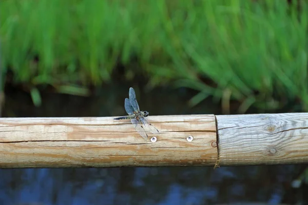Grote Libellen Jagen Insecten — Stockfoto