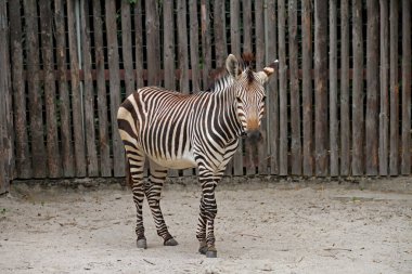 Bir Alman hayvanat bahçesinde zebra yavrusu