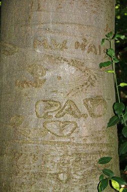 Oymalı ağaç kabuğu.