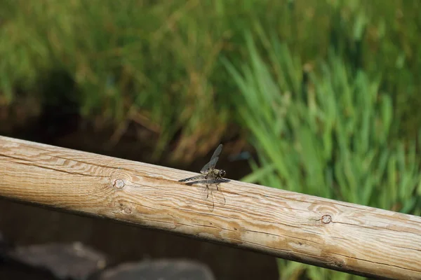 Grote Libellen Jagen Insecten — Stockfoto