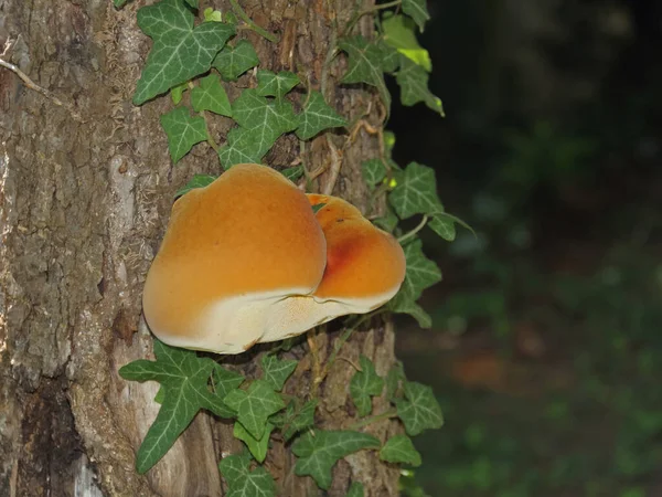 アイビーが付いている木の一般的な硫黄のポリポリア — ストック写真