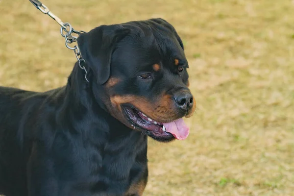 Stamboom Hond Internationale Hondenshow Duitsland — Stockfoto