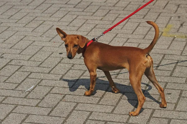 Stamboom Hond Internationale Hondenshow Duitsland — Stockfoto