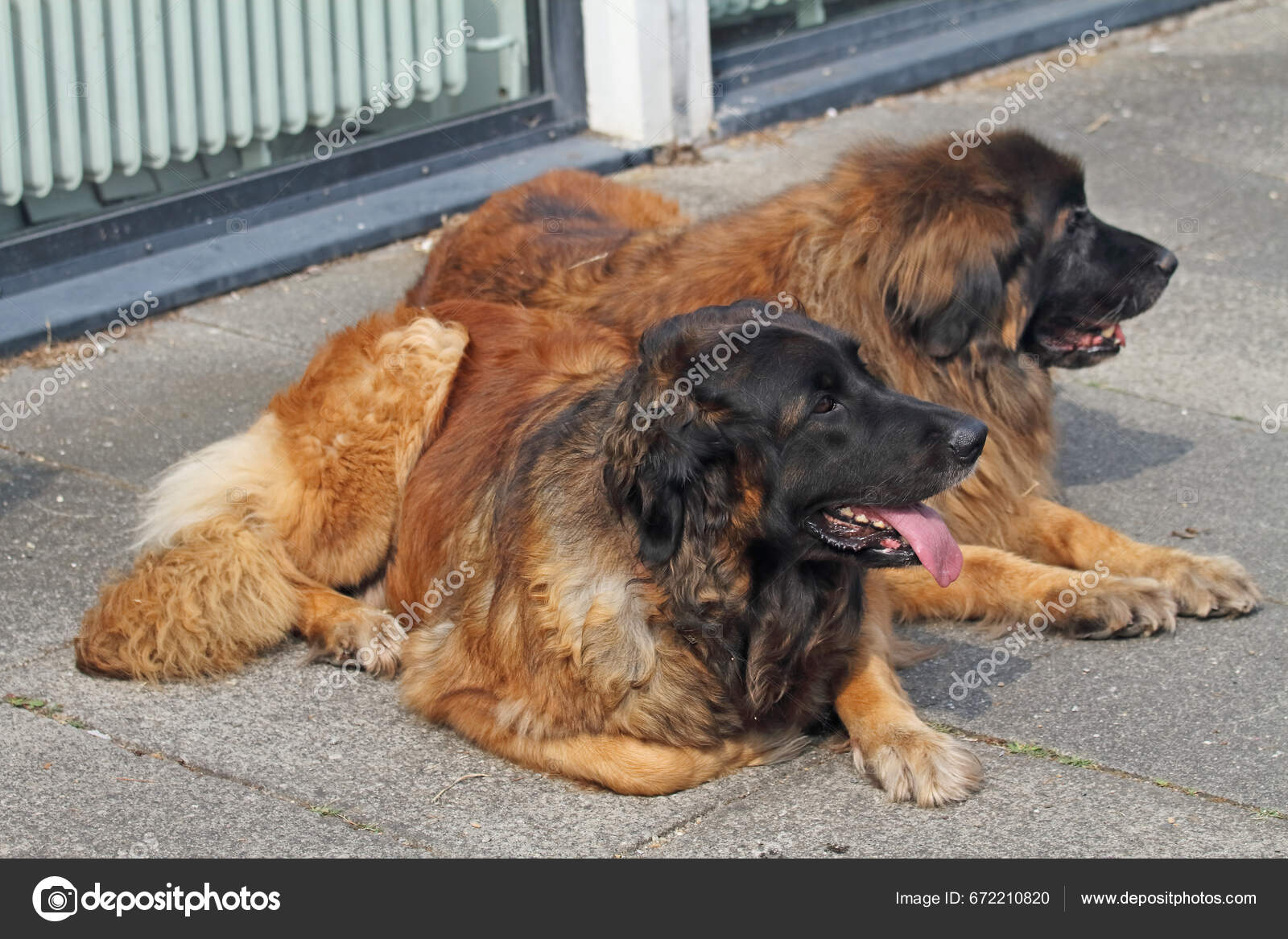 Cão Pastor Inglês Velho Que Está Na Grama Foto de Stock - Imagem