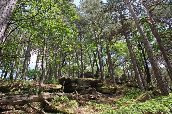 パラチンテのカルミットの岩の森 — ストック写真