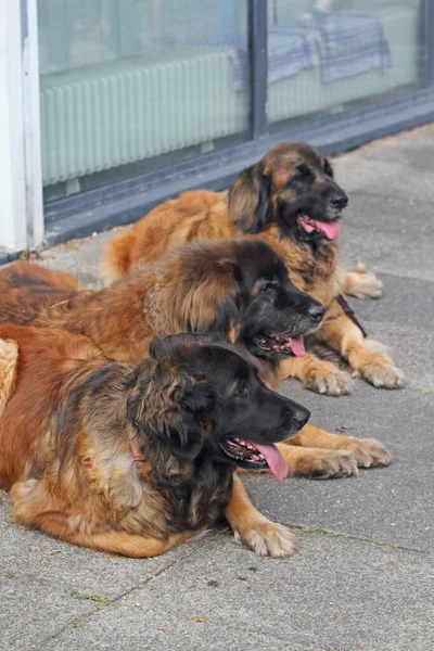Several Leonberger Stored Demand — Stock Photo, Image
