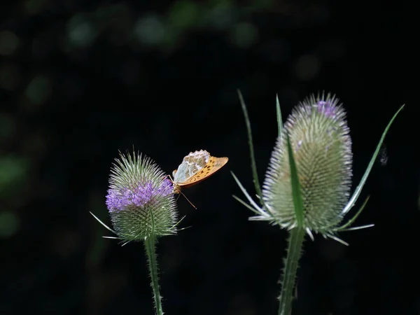 Kaisermantel Teasel Flower — Stock Photo, Image
