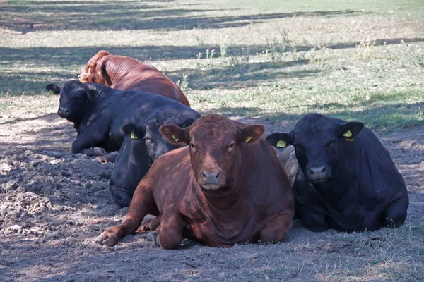 Portrait Aberdeen Angus Cattle — Stock Photo, Image