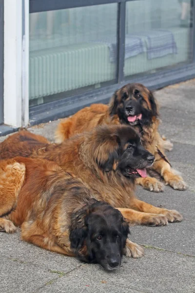 Several Leonberger Stored Demand — Stock Photo, Image
