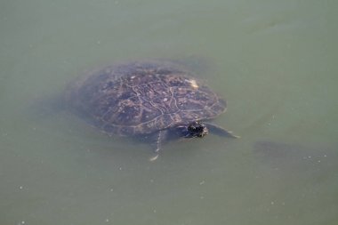 Kızıl Kulaklı Kaplumbağa suda dinleniyor.