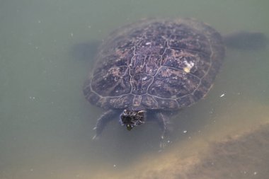 Kızıl Kulaklı Kaplumbağa suda dinleniyor.