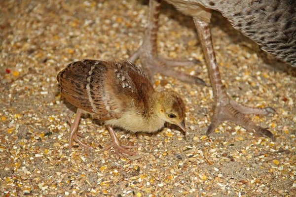 Peacock 병아리 Pecking Seed — 스톡 사진