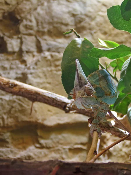 Kask Kameleon Siedzi Czai Się Gałęzi — Zdjęcie stockowe
