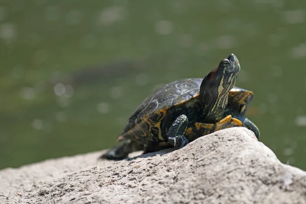 Kırmızı Kulaklı Kaplumbağa Kıyıda Güneşleniyor — Stok fotoğraf