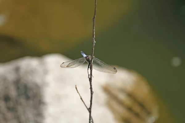 大蜻蜓潜伏在树枝上捕食 — 图库照片