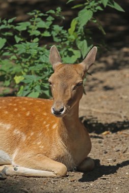 Mezopotamyalı gölgede dinleniyor