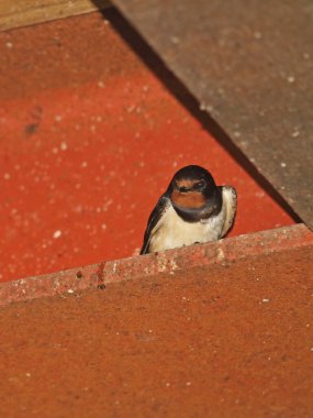 Yuva bölgesinde ahır kırlangıcı