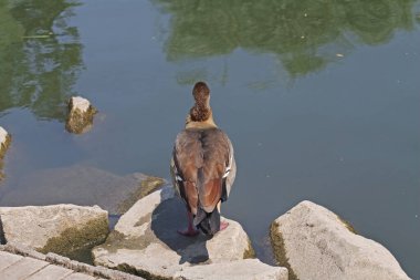 Parktaki göletin kıyısında yaban kazı