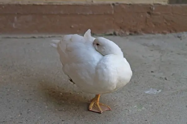 White Domestic Goose One Leg — Stock Photo, Image