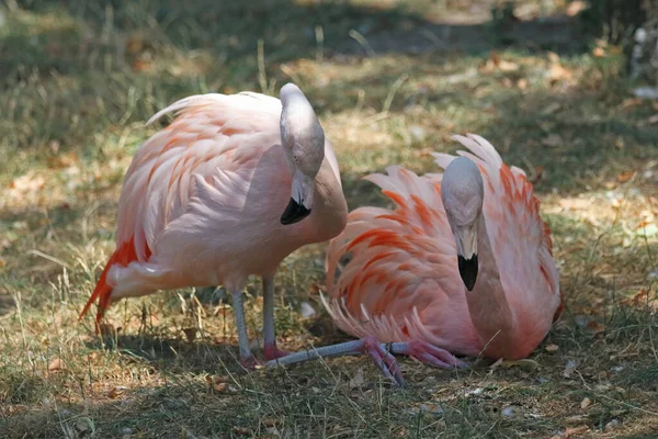 Flamingo Rosa Zoológico — Fotografia de Stock