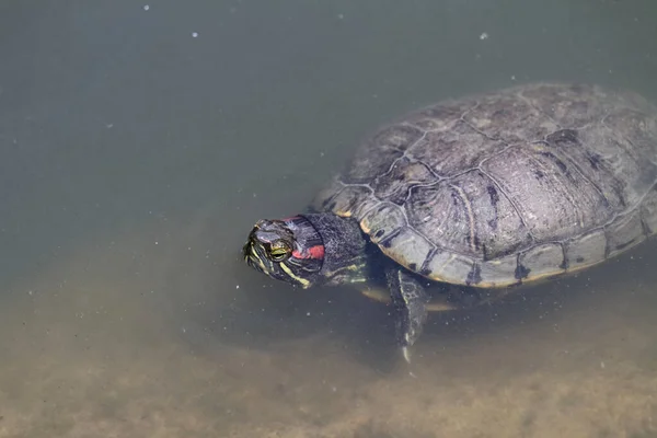 Sudaki Kulaklı Kaplumbağa — Stok fotoğraf