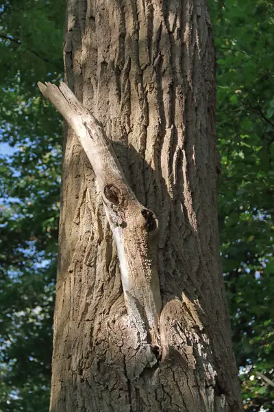 Дерево Дивною Зламаною Гілкою — стокове фото