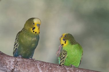İki muhabbet kuşu flört ediyor.