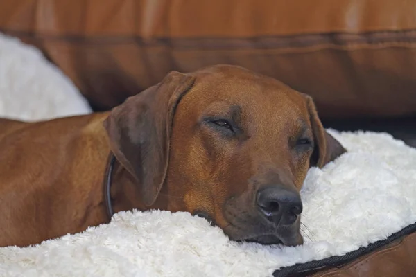 Sırtı yastığının üzerinde uyukluyor.