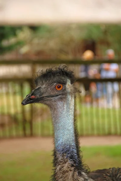 Portrait Black Emu Offspring — Stock Photo, Image